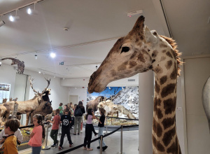 Wycieczka do Muzeum Przyrodniczego Uniwrsytetu Łódzkiego